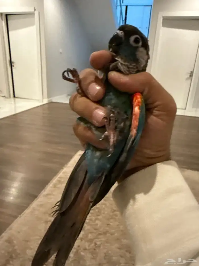 كنيور أليف جدا 1