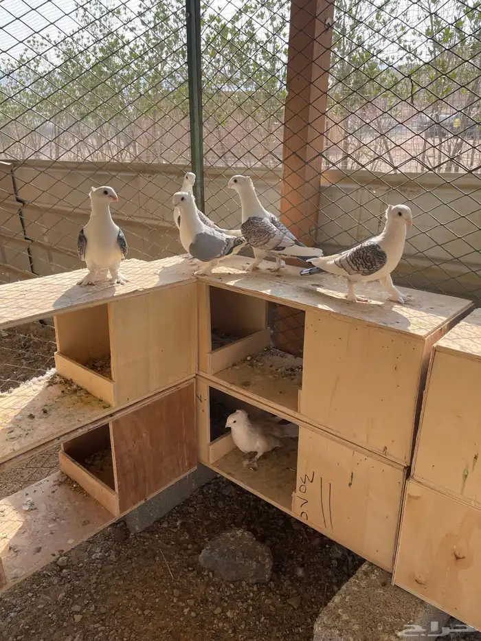 البيع حمام حب رمان جوزين وفريدوفيه جوز منتج 1