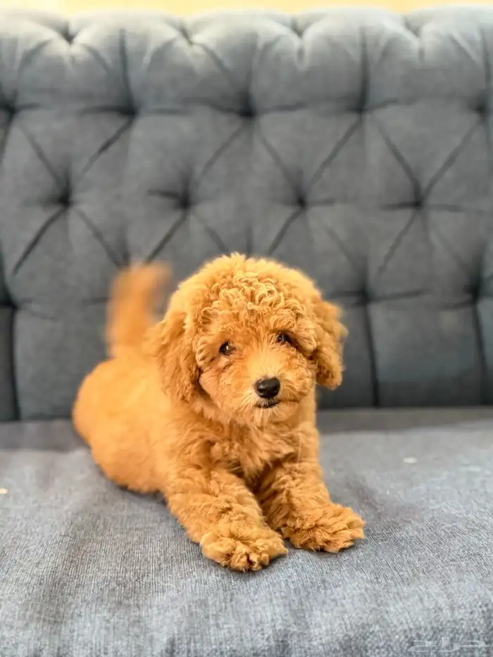 جراوي توي بودل 8