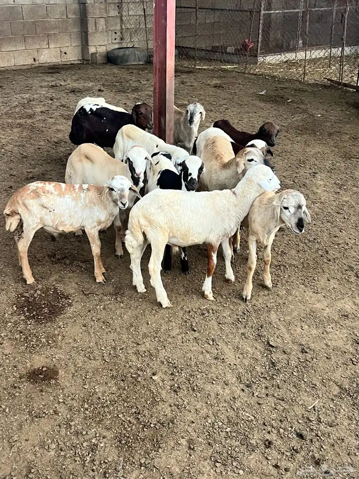 كباشة تربية للبيع 4