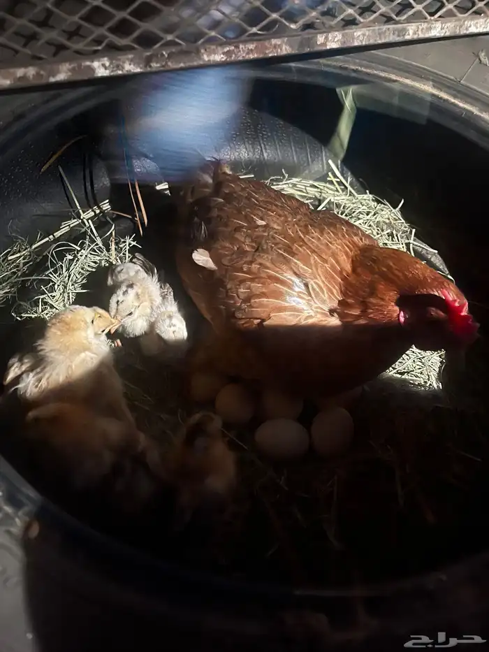 دجاجه وفروخه عليه 8 فروخ 1