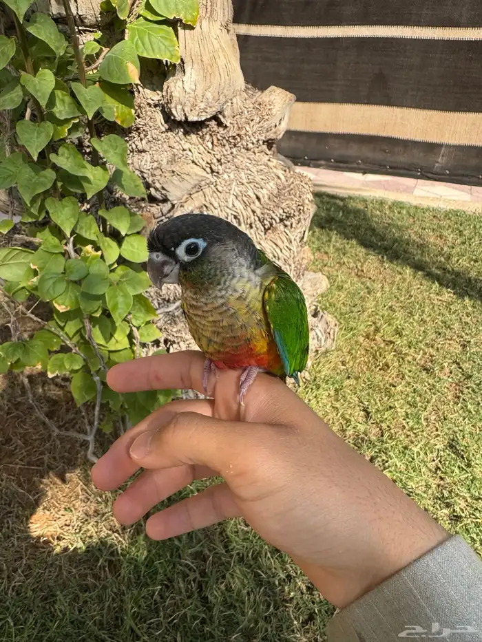 فرخ كنيور يلو سايد 3