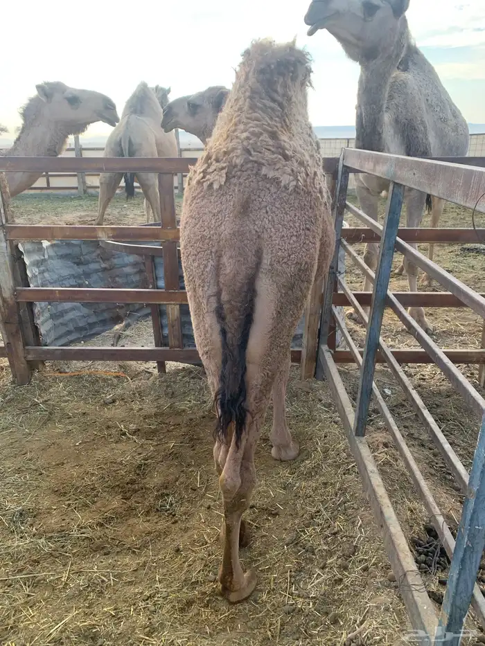 للبيع قعود 0