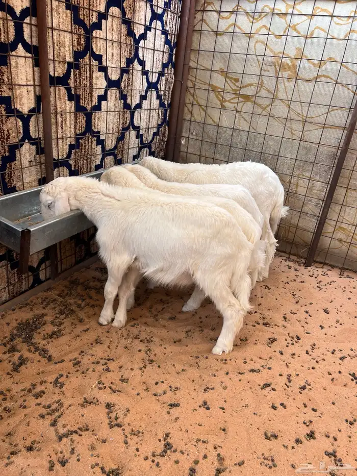 للبيع بهم حري 0