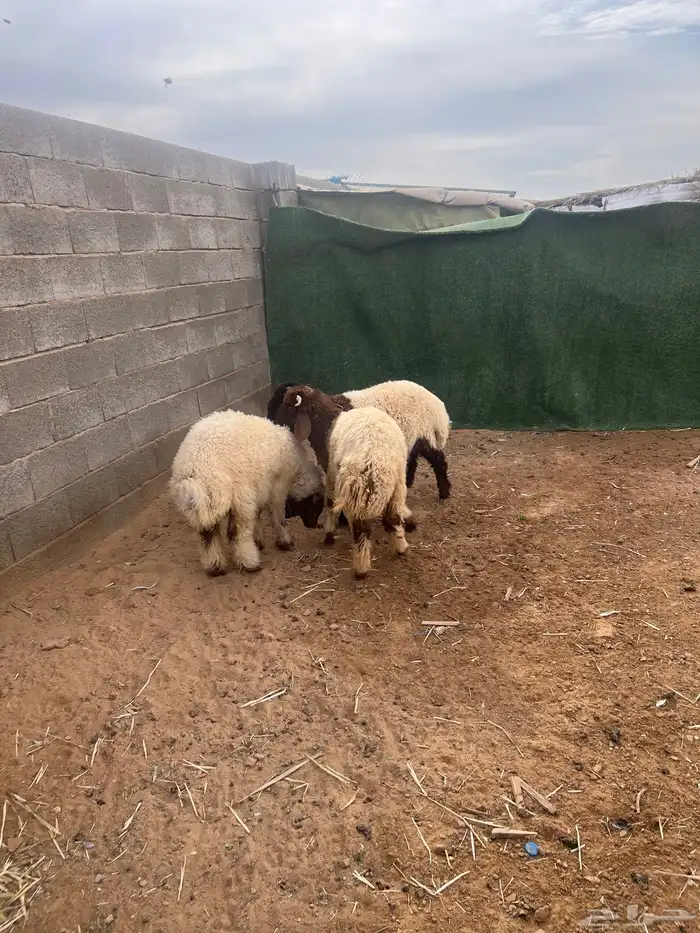 بهم للبيع نعيم 1