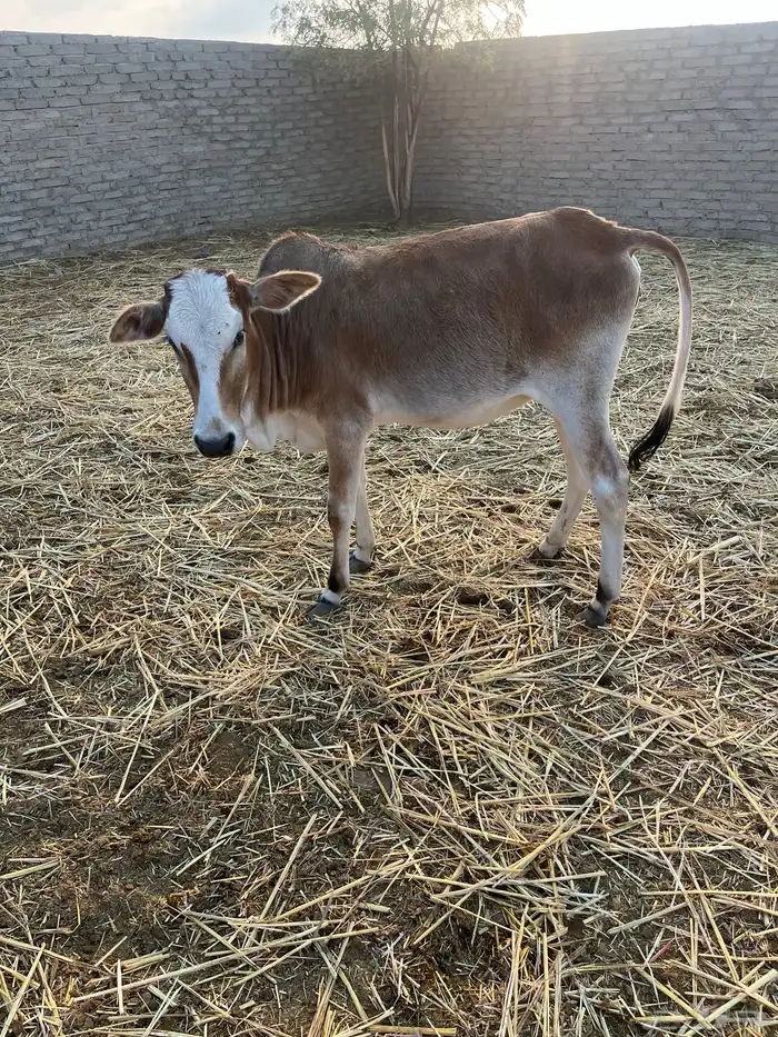 حسلان. بلدي. 16