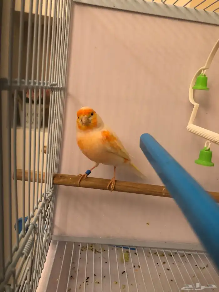 ذكرين كناري للبيع 3