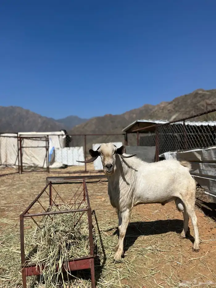 تيس بيشي فحل 2