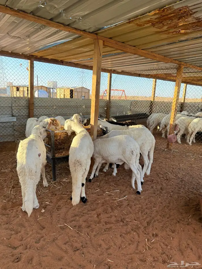 ذبايح نعيمي ذبائح حري سواكني خدمة ذبح وتوصيل 7