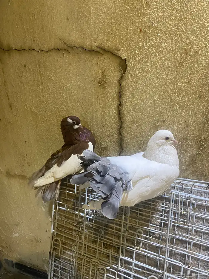 للبيع حمام رقاص ونفاخ وكشكش وشرازي وكرنقوا 1