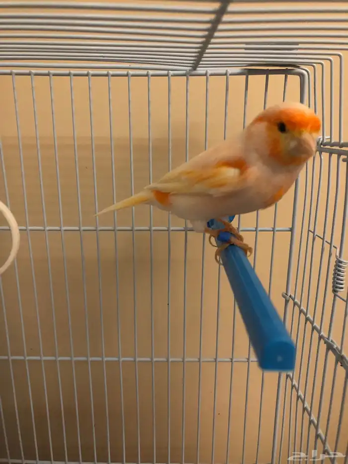 ذكرين كناري للبيع 5