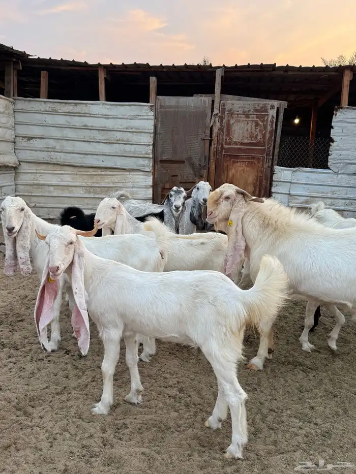 للبيع عدد 36 عنز مشروك وهولندي مواليد 2