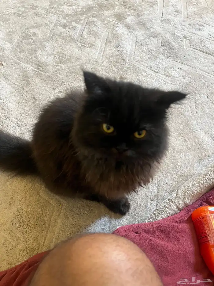 قطه للتبني 0