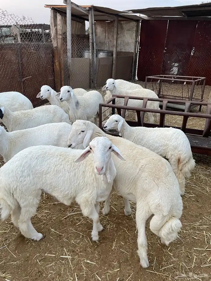 خرفان حريات 6 شهور 0