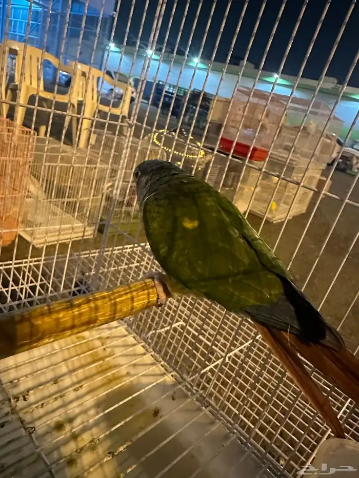 كنيور اليف وهدد ويرقص ويلعب ماشاءالله لعوب واليف 6