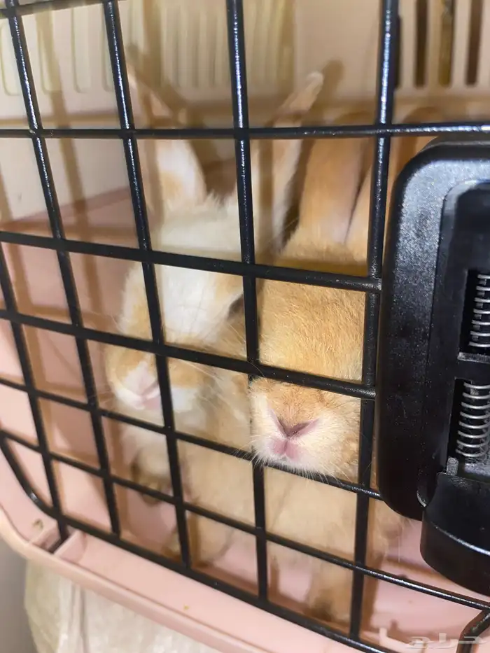 أرنبين نضيفه مافيها شي 0