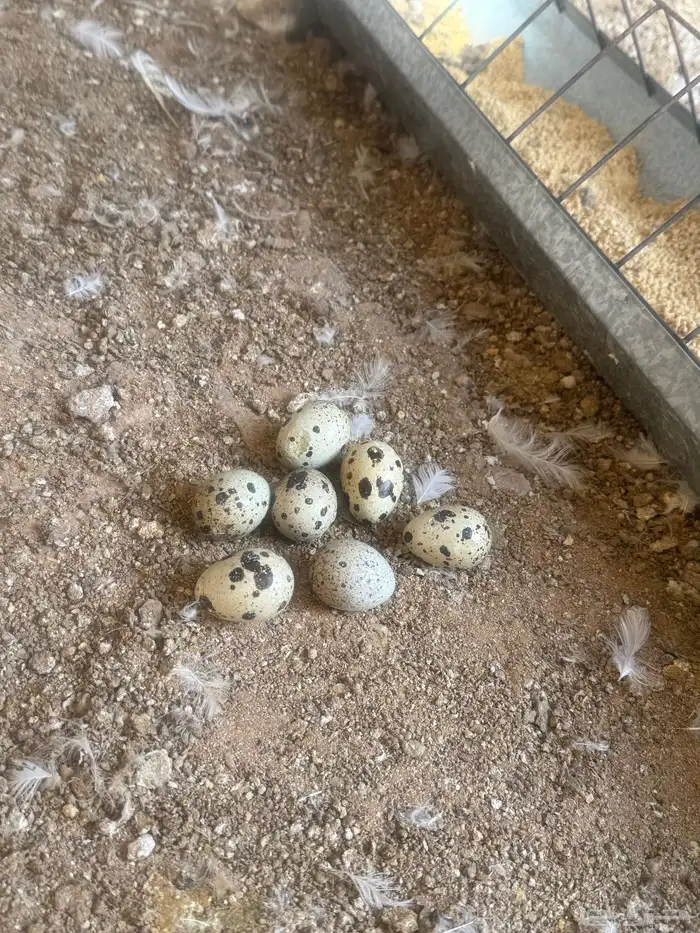 سمان تكساس بيا ض 2