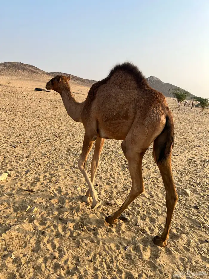 قعود ساحلي وبكره 2