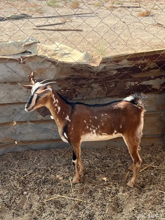 جفره جنوبيه 1