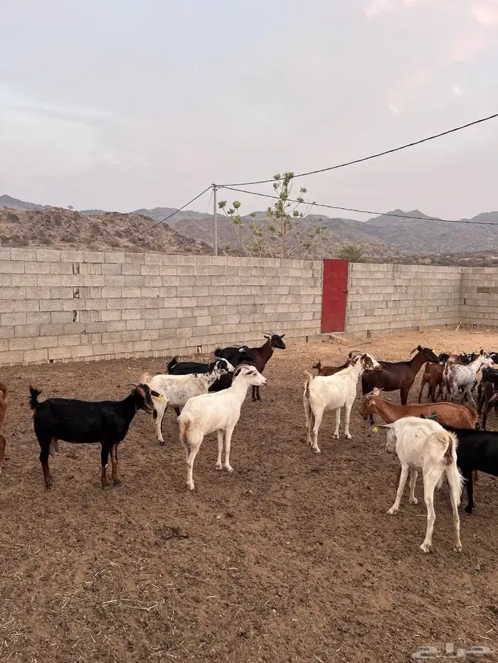 غنم مراح واحد 1