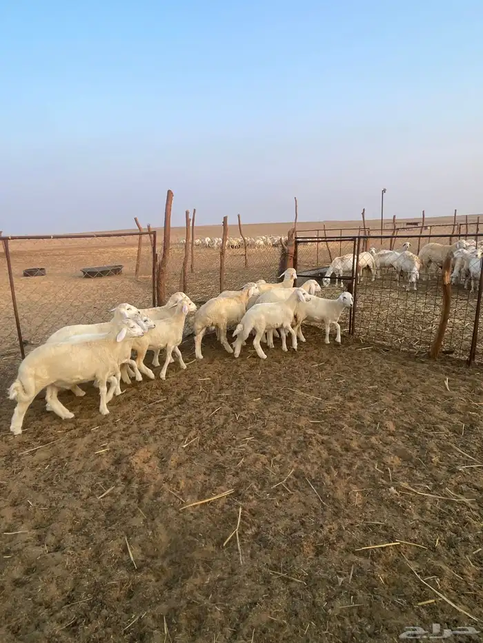 بهم حري نظيف 12