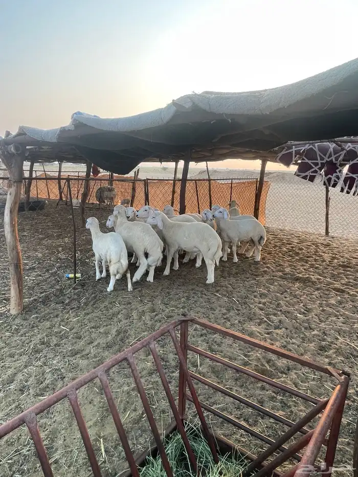 بهم حري نظيف 0