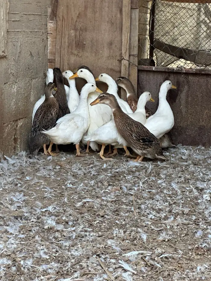 بط بكيني وشرشيري 10