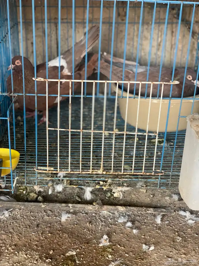 للبيع حمام مالطي مصري و فرنسي 0