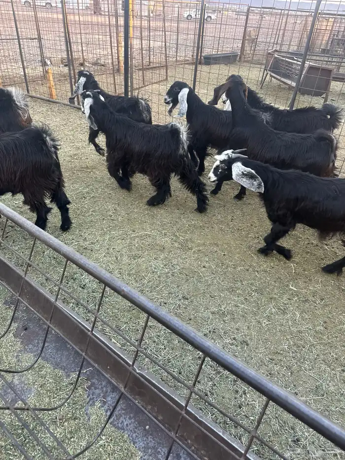 جفار مقنوي 5