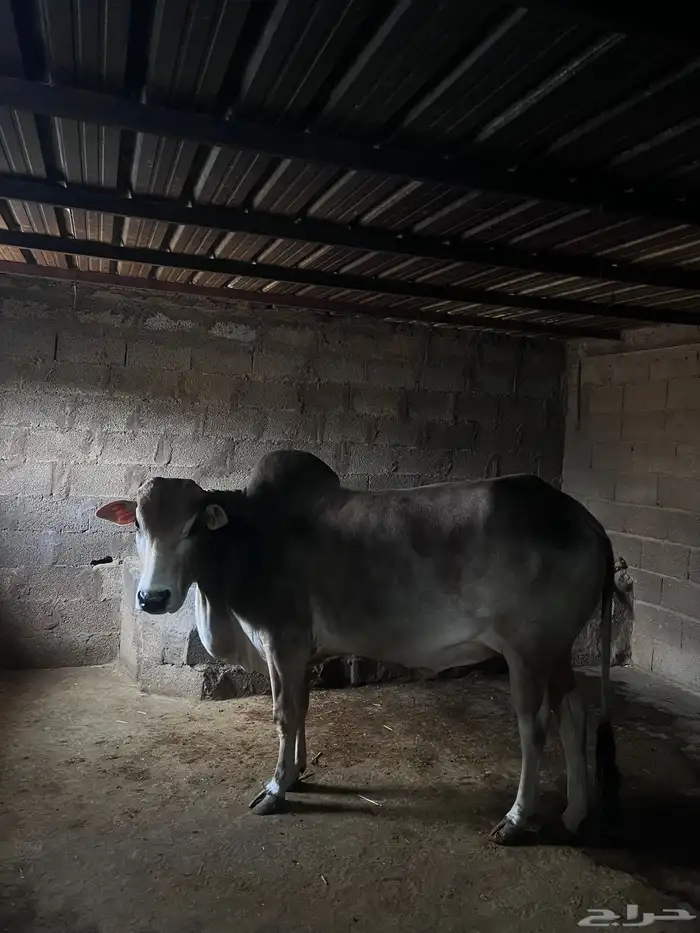 بقره عربيه وثور عربي للبيع لاعلى سوم 1