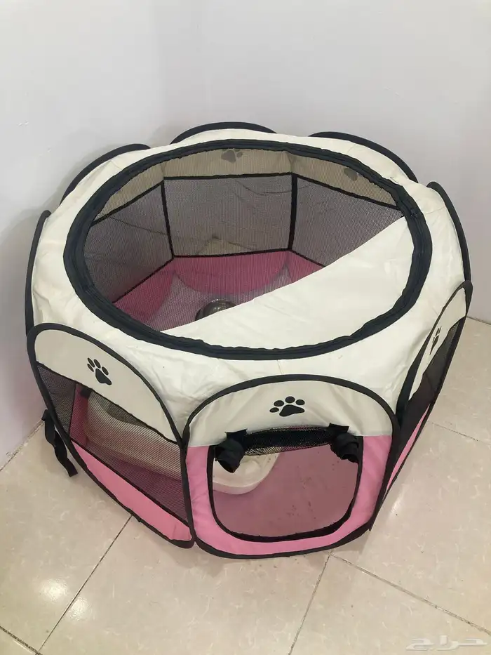 كيتن انثى سليمة 100   للبيع 0