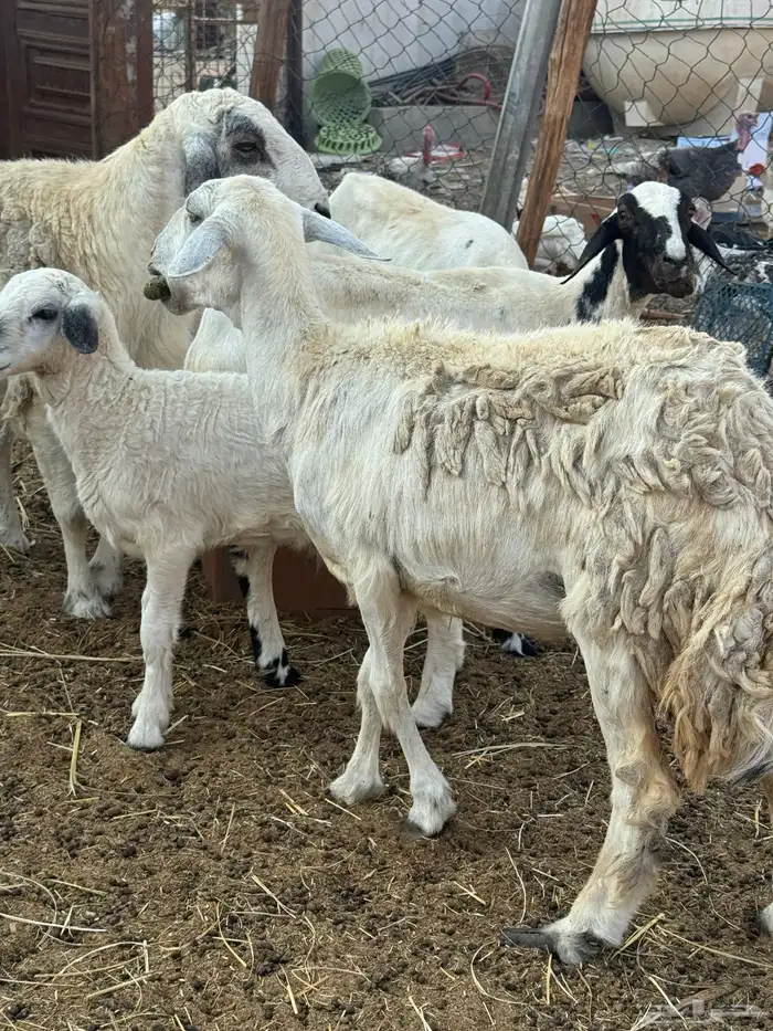 للبيع غنم مع 5روس ضان العدد 50يزودن ونقصن الغنم اغلبها دفيع 8