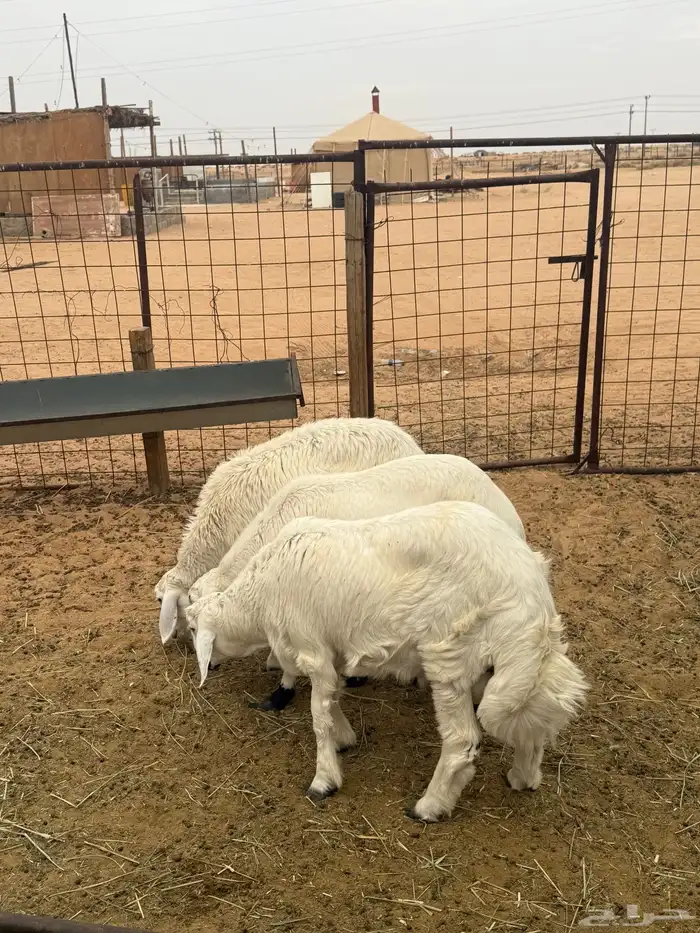 خروفين ورخل طيبات ونظاف 3