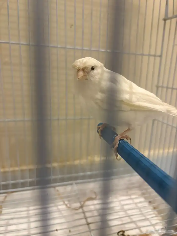 أنثى كناري 1