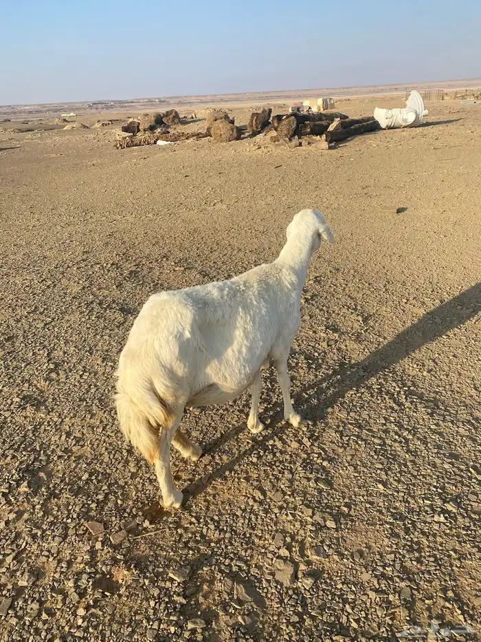 نعجة للبيع دافع 1