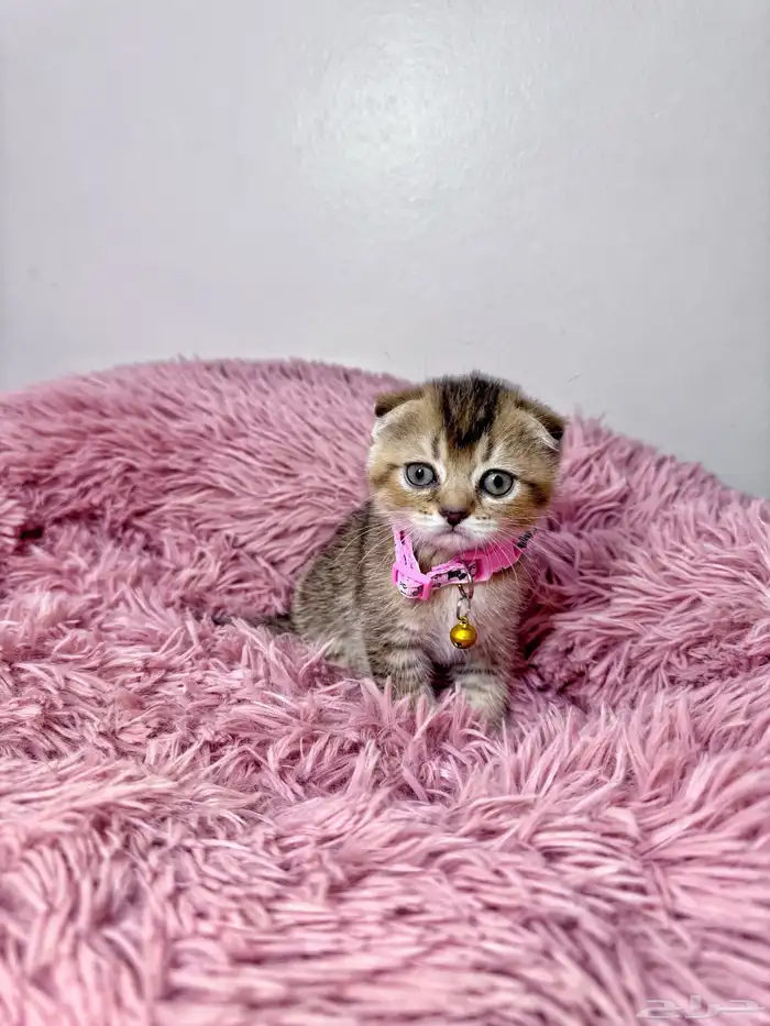 كيتن تربل فولد سكوتش للبيع 5