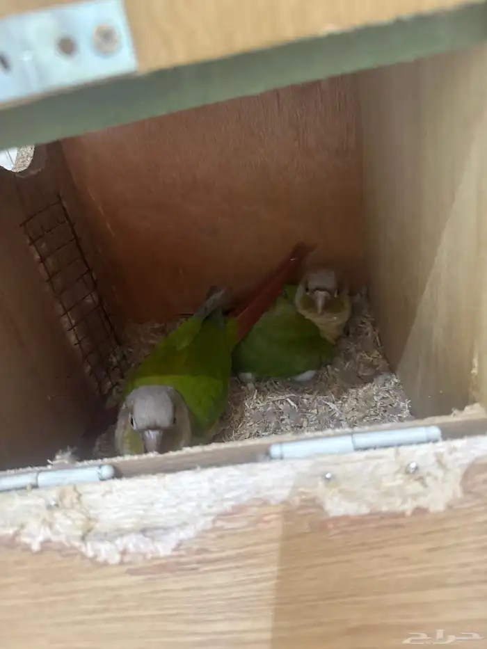 ببغاء كنيور اناناس 6