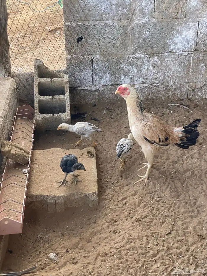 دجاجه باكستاني وفروخها 3