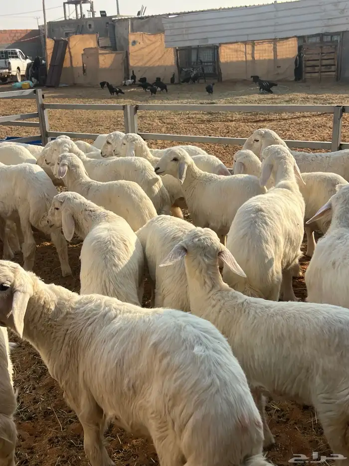 بهم درجه أولى اعمار 3 شهور ل 4 شهور عدد 37 راس حري 0