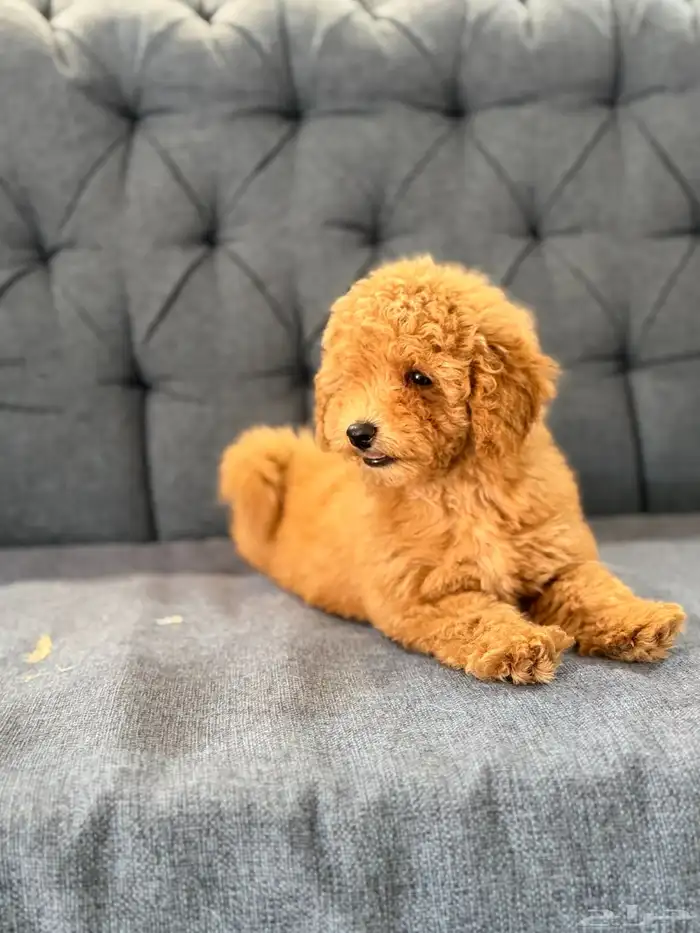 جراوي توي بودل 10