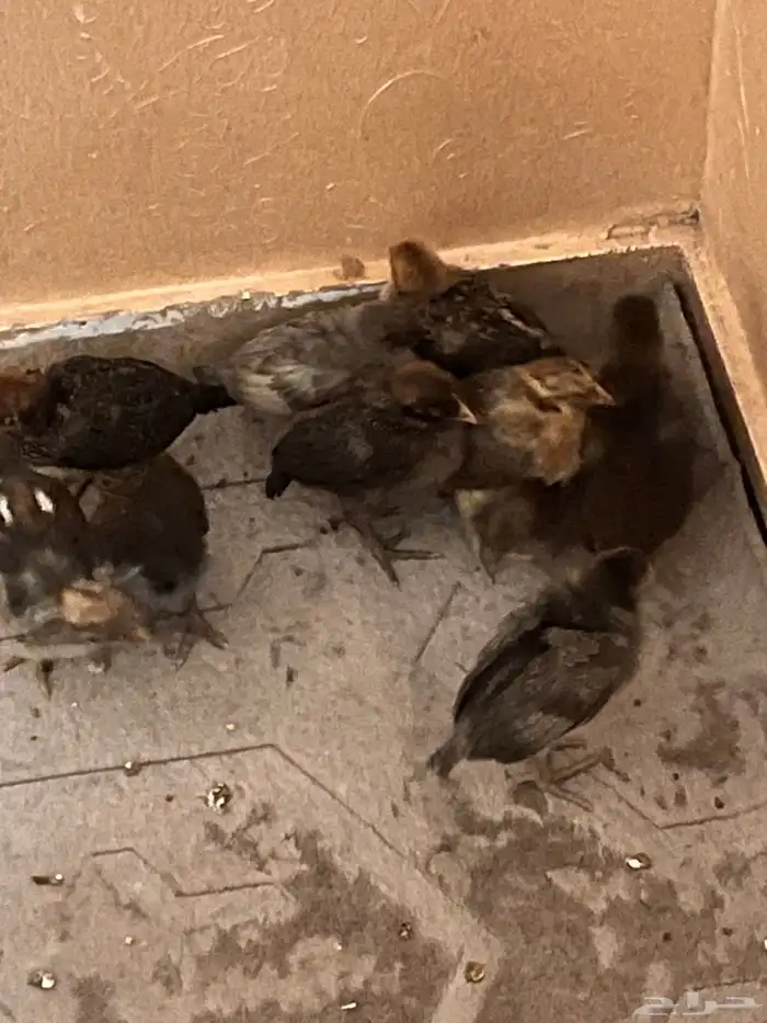 دجاج و ديك للبيع 0