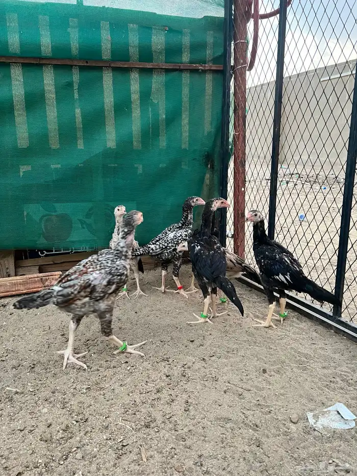 شامو ياباني 2