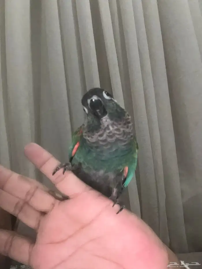 كنيور أليف جدا 0