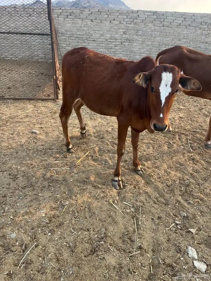 حسلان. بلدي. 17