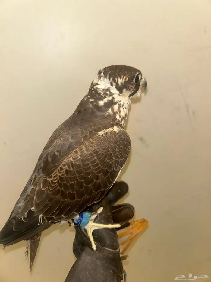 تبع جير شاهين 3