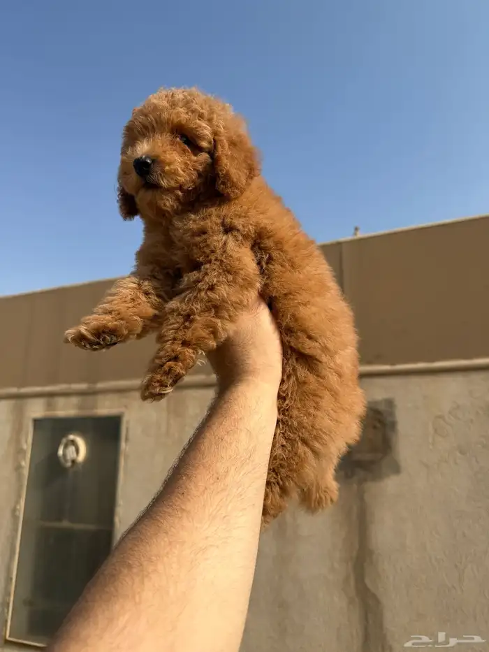 جراوي توي بودل 1