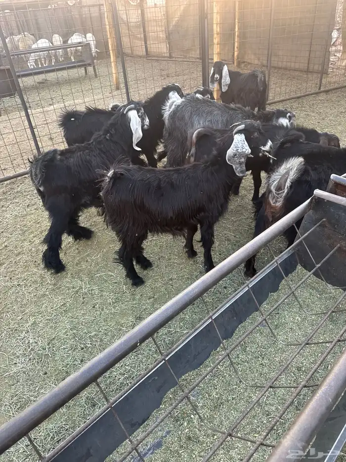 جفار مقنوي 1