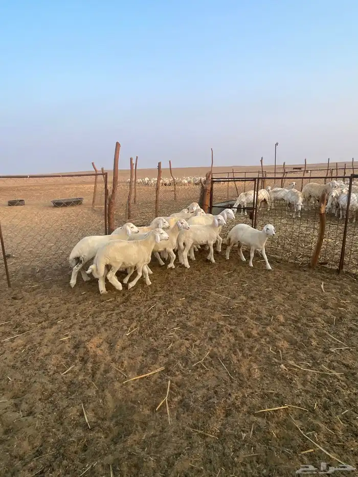 بهم حري نظيف 10