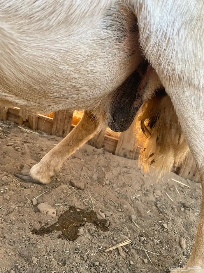 نعجة للبيع دافع 0