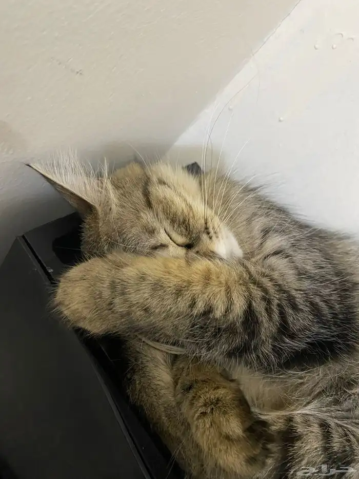 قطه للتبني 0